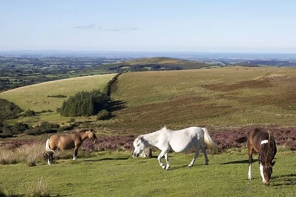 Dartmoor Ponies, Dartmoor, Devon, England, United Kingdom, Europe