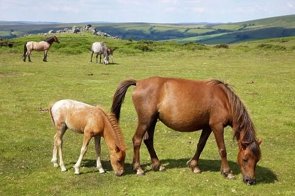 Dartmoor ponies and foals near Hound Tor, in summer sunshine, Devon, England