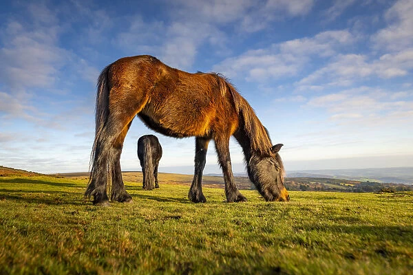 Dartmoor Ponies graze on moorland grass in winter next to Haytor, Dartmoor National Park