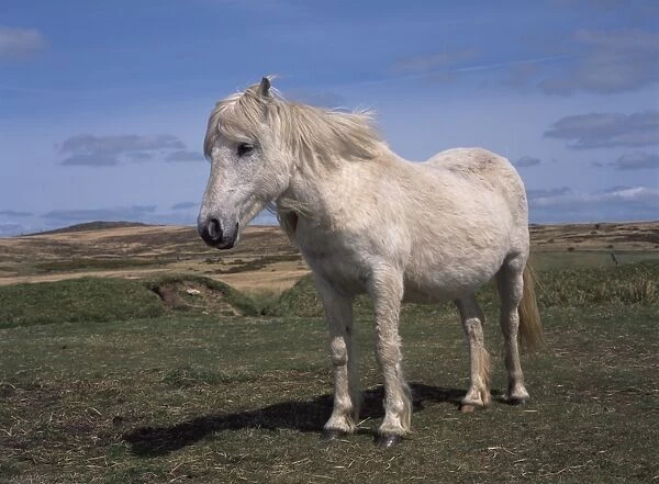 Dartmoor pony, Devon, England, United Kingdom, Europe