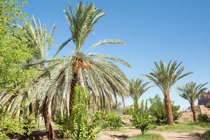 Framed Print : Date palm grove in the oasis of AlUla, Medina Province, Saudi Arabia Framed Print : Date palm grove in the oasis of AlUla, Medina Province, Saudi Arabia