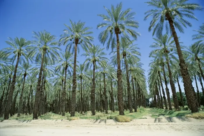 Framed Print : Date palm orchards near Indio Framed Print : Date palm orchards near Indio
