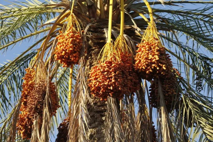 Framed Print : Date palms, Douz, Kebili, Tunisia, North Africa, Africa Framed Print : Date palms, Douz, Kebili, Tunisia, North Africa, Africa