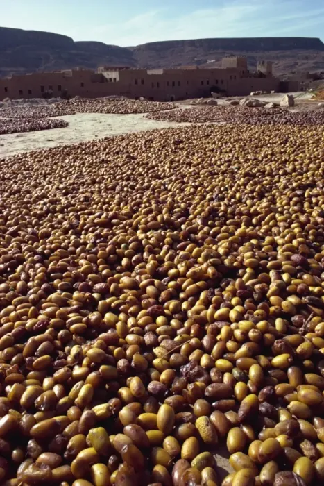 Framed Print : Dates drying near Rissani, Morocco, North Africa, Africa Framed Print : Dates drying near Rissani, Morocco, North Africa, Africa