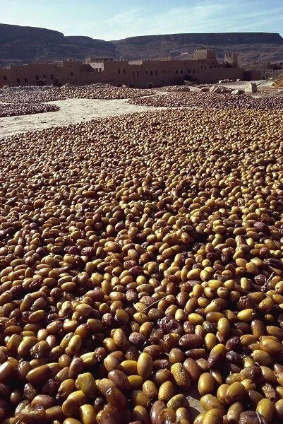 Dates drying near Rissani, Morocco, North Africa, Africa
