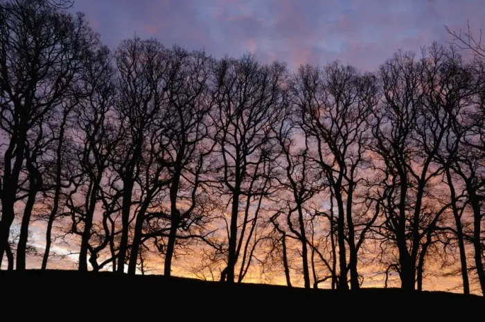 Framed Print : Dawn over copse of oak trees, Dumfries and Galloway, Scotland, United Kingdom, Europe Framed Print : Dawn over copse of oak trees, Dumfries and Galloway, Scotland, United Kingdom, Europe