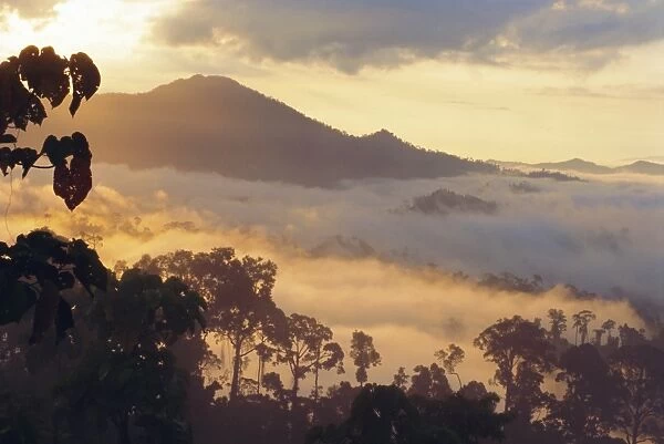 Dawn in the Danum Valley Conservation Area - Dipterocarp rainforest