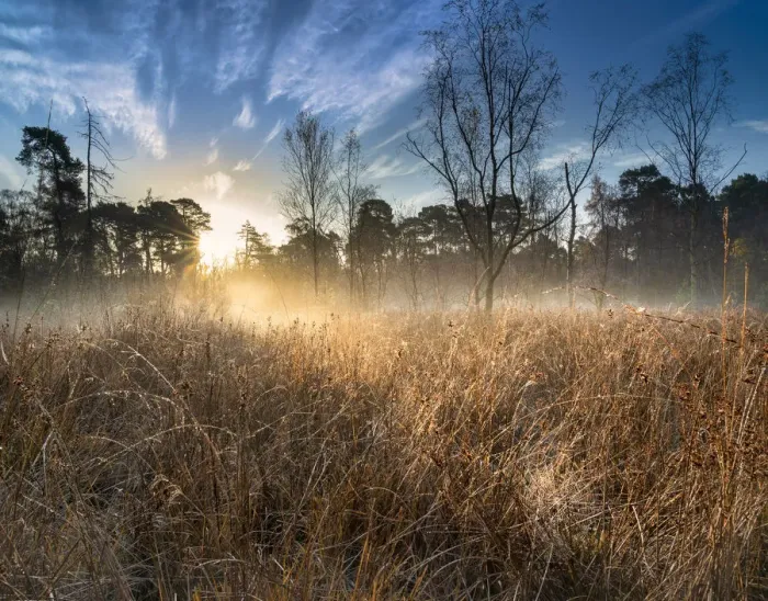 Framed Print : Dawn light over Strensall Common Lowland Heath, Nature Reserve, near York, North Yorkshire, UK Framed Print : Dawn light over Strensall Common Lowland Heath, Nature Reserve, near York, North Yorkshire, UK