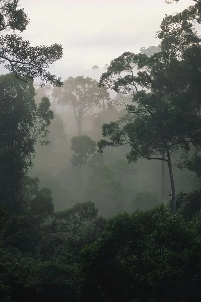Dawn mist in the virgin dipterocarp rainforest