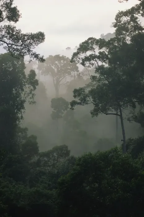 Framed Print : Dawn mist in the virgin dipterocarp rainforest Framed Print : Dawn mist in the virgin dipterocarp rainforest