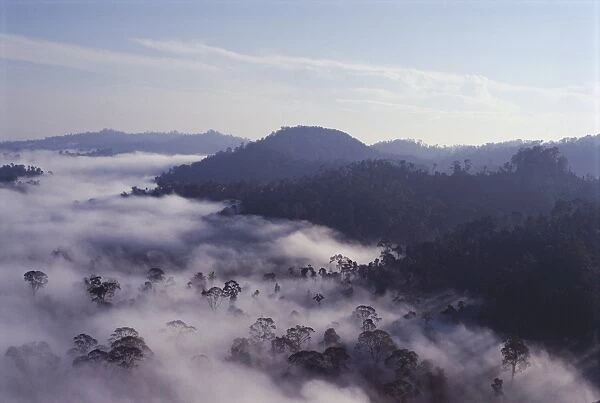 Dawn mists clearing over virgin dipterocarp rainforest