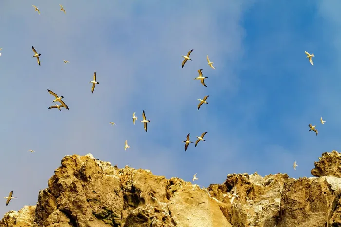 Framed Print : A dawn view of Boatswain Bird Island just off Ascension Island in the southern tropical Atlantic Ocean, South Atlantic Ocean Framed Print : A dawn view of Boatswain Bird Island just off Ascension Island in the southern tropical Atlantic Ocean, South Atlantic Ocean