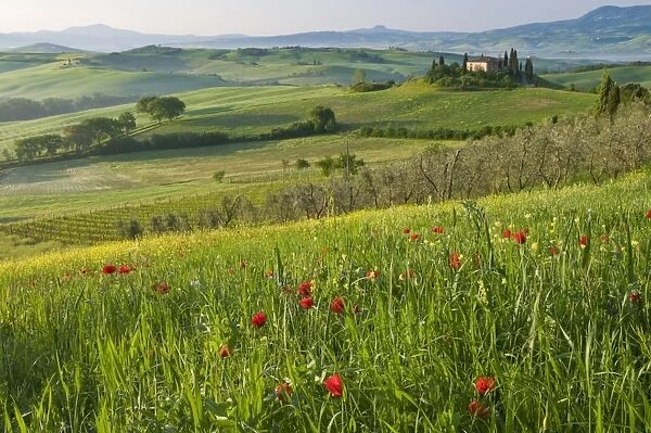 Dawn view of Val d Orcia showing Belvedere and rolling Tuscan countryside