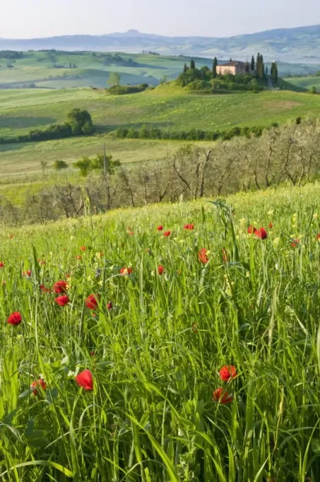 Framed Print : Dawn view of Val d Orcia showing Belvedere and rolling Tuscan countryside Framed Print : Dawn view of Val d Orcia showing Belvedere and rolling Tuscan countryside