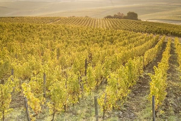 Dawn in the vineyards of Sancerre, Cher, Centre, France, Europe