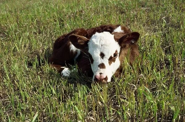 Day old calf, British Columbia, Canada, North America