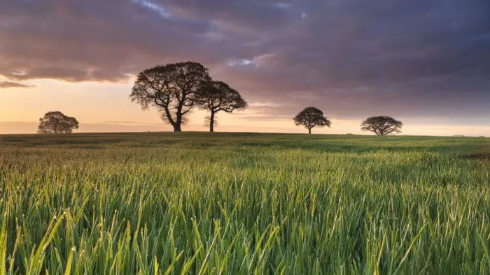 Framed Print : Daybreak over oak trees in a corn field near York, England, United Kingdom, Europe