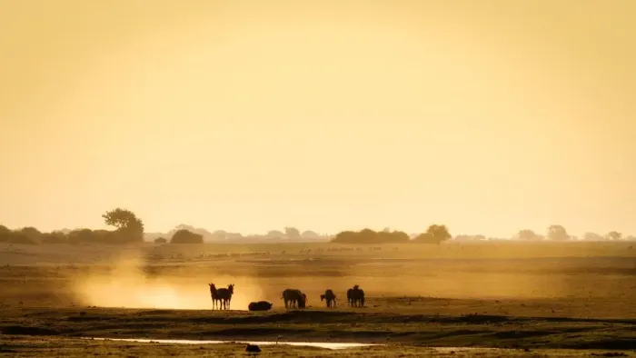 Framed Print : Dazzle of zebras, Chobe National Park, Botswana, Africa Framed Print : Dazzle of zebras, Chobe National Park, Botswana, Africa
