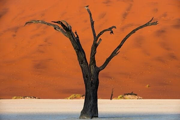 Dead acacia tree silhouetted against sand dunes at Deadvlei, Namib-Naukluft Park