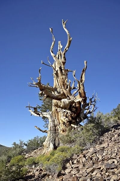 Dead bristlecone pine (Pinus longaeva), Ancient Bristlecone Pine Forest