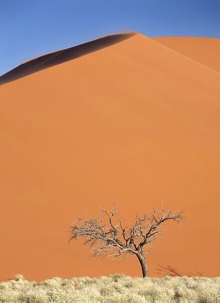 Dead camel thorn tree against the orange sand of Elim Dune, Namib Desert near Sesriem, Namib Naukluft Park, Namibia, Africa