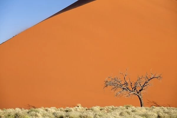 Dead camel thorn tree against the orange sand of Elim Dune, Namib Desert near Sesriem, Namib Naukluft Park, Namibia, Africa