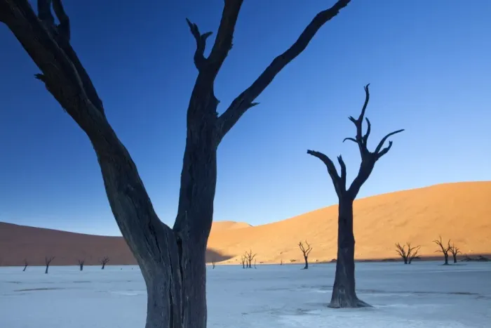 Framed Print : Dead camelthorn trees said to be centuries old in silhouette against towering orange sand dunes bathed in morning light in the dried mud pan at Dead Vlei, Namib Desert, Namib Naukluft Park, Namibia, Africa Framed Print : Dead camelthorn trees said to be centuries old in silhouette against towering orange sand dunes bathed in morning light in the dried mud pan at Dead Vlei, Namib Desert, Namib Naukluft Park, Namibia, Africa