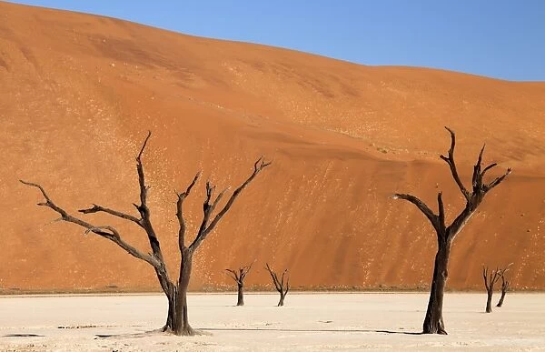 Dead camelthorn trees said to be centuries old against the towering orange sand dunes of the Namib Desert at Dead Vlei, Namib Desert, Namib Naukluft Park, Namibia, Africa
