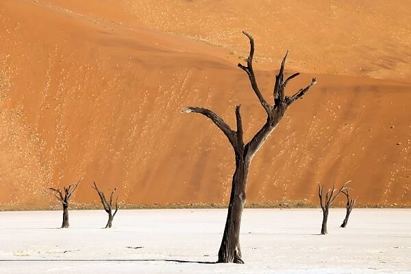 Dead camelthorn trees said to be centuries old against towering orange sand dunes bathed in evening light at Dead Vlei, Namib Desert, Namib Naukluft Park, Namibia, Africa