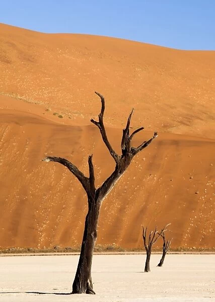 Dead camelthorn trees said to be centuries old against towering orange sand dunes bathed in evening light at Dead Vlei, Namib Desert, Namib Naukluft Park, Namibia, Africa