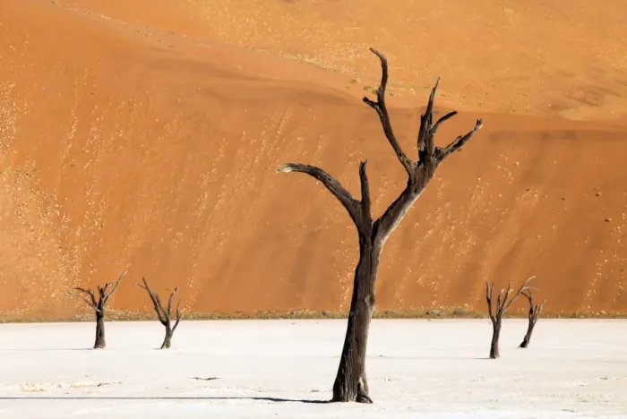 Framed Print : Dead camelthorn trees said to be centuries old against towering orange sand dunes bathed in evening light at Dead Vlei, Namib Desert, Namib Naukluft Park, Namibia, Africa Framed Print : Dead camelthorn trees said to be centuries old against towering orange sand dunes bathed in evening light at Dead Vlei, Namib Desert, Namib Naukluft Park, Namibia, Africa