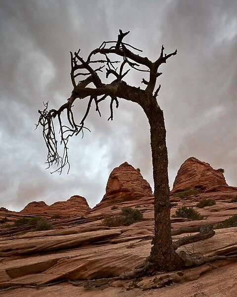 Dead evergreen tree and sandstone mounds, Zion National Park, Utah, United States of America