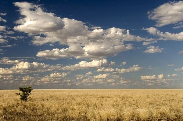 The dead-flat grasslands of the Barkly Tablelands, Northern Territory, Australia, Pacific