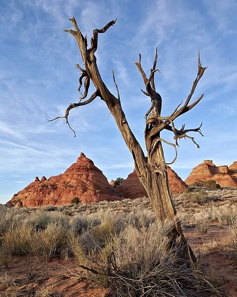 Dead juniper trunk and sandstone cones, Coyote Buttes Wilderness, Vermilion Cliffs National Monument, Arizona, United States of America, North America