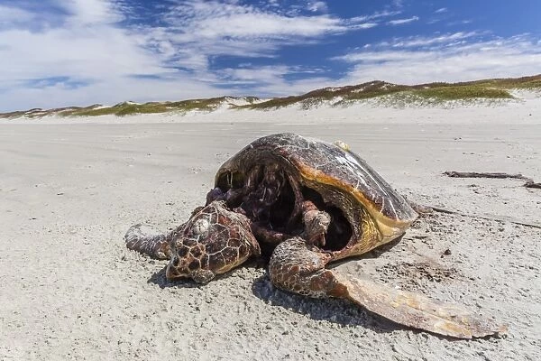 A dead loggerhead sea turtle (Caretta caretta) on the beach on Magdalena Island, Baja California Sur, Mexico, North America