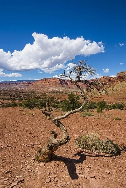 Dead tree in the Capitol Reef National Park, Utah, United States of America, North America