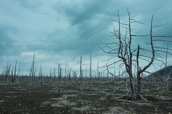 Dead tree forest on the Tolbachik volcano, Kamchatka, Russia, Eurasia