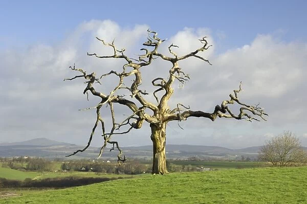 A dead tree forms graphic shapes, United Kingdom, Europe