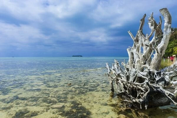 Dead tree at Micro beach in Garapan, Saipan, Northern Marianas, Central Pacific, Pacific