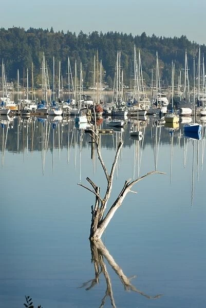 A dead tree and its reflection in the Quartermaster Marina