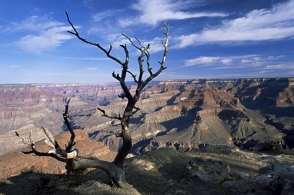 Dead tree and view of canyon from the South Rim at Hopi Point