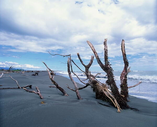 Dead trees on the beach at Hokitika