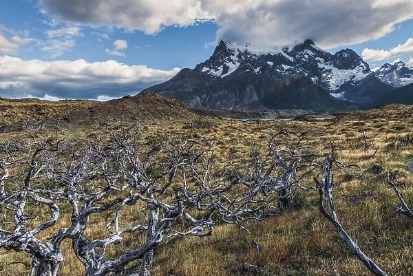 Dead trees in front of Cuernos del Paine, Torres del Paine National Park, Chilean Patagonia