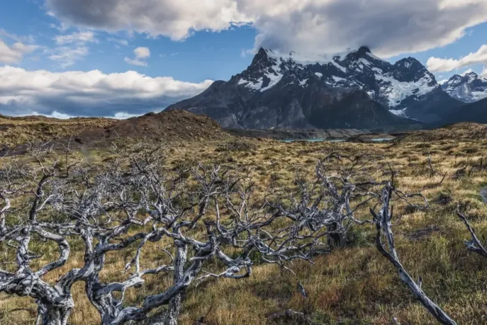 Framed Print : Dead trees in front of Cuernos del Paine, Torres del Paine National Park, Chilean Patagonia Framed Print : Dead trees in front of Cuernos del Paine, Torres del Paine National Park, Chilean Patagonia