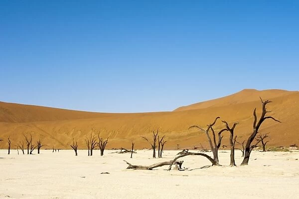 Dead trees, Deadvlei, Sossusvlei, Namib Naukluft Park, Namib Desert, Namibia, Africa