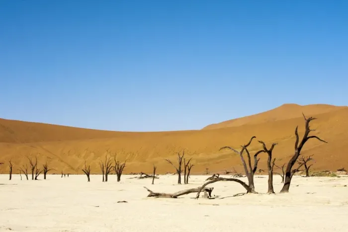 Framed Print : Dead trees, Deadvlei, Sossusvlei, Namib Naukluft Park, Namib Desert, Namibia, Africa Framed Print : Dead trees, Deadvlei, Sossusvlei, Namib Naukluft Park, Namib Desert, Namibia, Africa