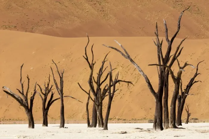 Framed Print : Dead trees, Deadvlei, Sossusvlei, Namib Naukluft Park, Namib Desert, Namibia, Africa Framed Print : Dead trees, Deadvlei, Sossusvlei, Namib Naukluft Park, Namib Desert, Namibia, Africa