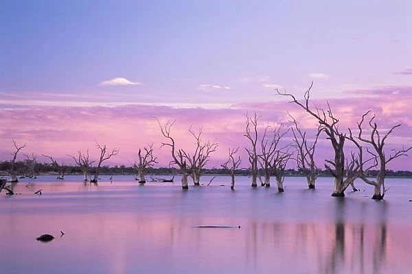 Dead trees, Lake Bonney, South Australia, Australia, Pacific