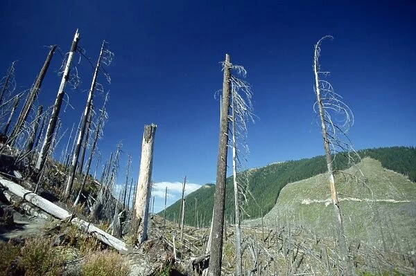 Dead trees in the Mount St