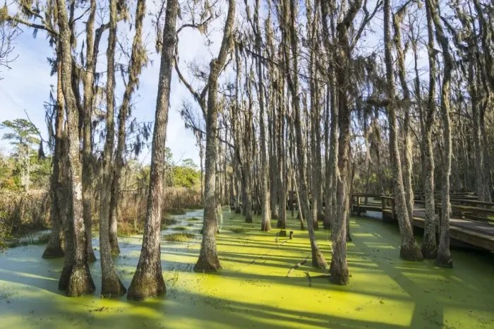 Framed Print : Dead trees in the swamps of the Magnolia Plantation outside Charleston, South Carolina Framed Print : Dead trees in the swamps of the Magnolia Plantation outside Charleston, South Carolina
